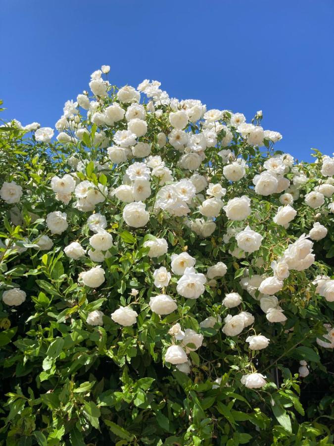בראצ'יאנו La Rosa Del Lago מראה חיצוני תמונה