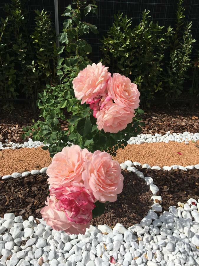 בראצ'יאנו La Rosa Del Lago מראה חיצוני תמונה